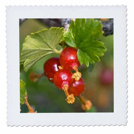 Wild Wax 3dRose Wax Currant, Gooseberry, wild wax currents, flora - NA01 FZU0013 - Frank Zurey - Quilt Square, 10 by 10-inch ()