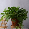 thumbnail image 4 of Flower Pot Tray Solid Wood Flower Shelf Indoor Desktop Living Room Potted Pothos Floor-_wm25, 4 of 6