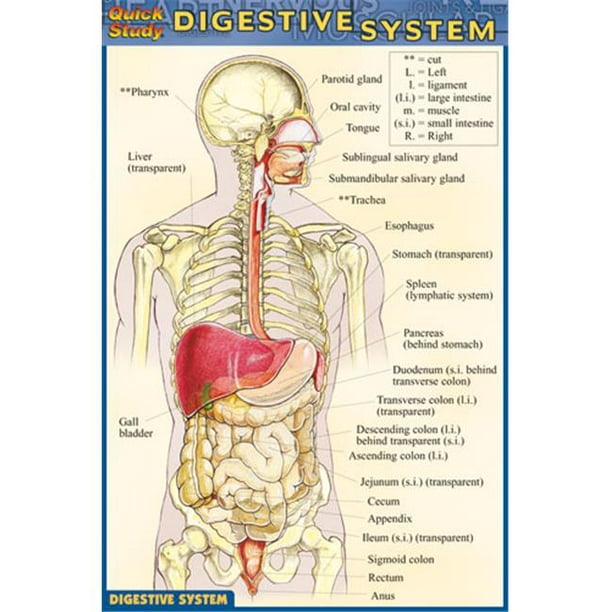BarCharts- Inc. 9781572228191 Système Digestif