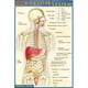 BarCharts- Inc. 9781572228191 Système Digestif – image 1 sur 1