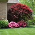 thumbnail image 2 of Brighter Blooms - Emperor Japanese Maple Tree, 4-5 ft. - No Shipping To AK, AZ, HI, 2 of 4