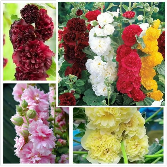 GSDWIUEW Hollyhock Seeds-Summer Carnival-Mixed Colors