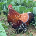 thumbnail image 3 of VONKY Enhanced Durable Chicken Saddles Prevent Plucking And Pecking Achieving Seamless Within Flock type+1, 3 of 6