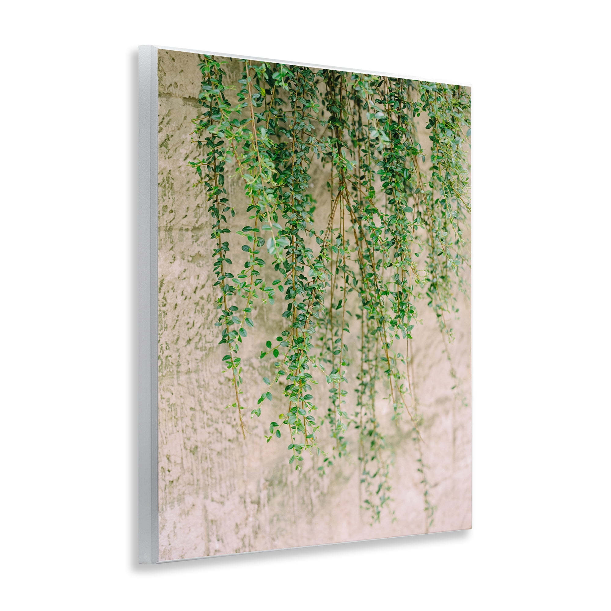 Stupell Industries Hanging Ivy Vines Botanical & Floral Photography Unframed Art Print Wall Art, 11 x 14