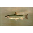 thumbnail image 3 of John L. Petrie 14x10 Black Modern Framed Museum Art Print Titled - The American Brook Trout, Salvelinus Fontinalis. (1898), 3 of 5