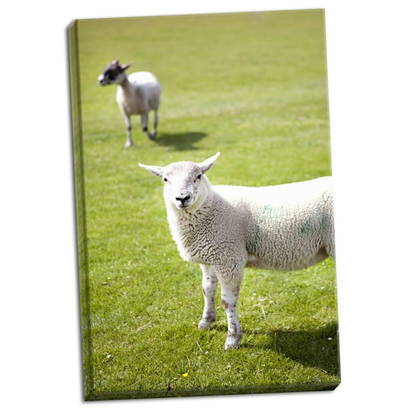 Gango Home Decor Pasture Sheep IV by Karyn Millet (Ready to Hang); One 24x36in Hand-Stretched Canvas