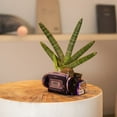 thumbnail image 3 of Creative Flower Pot Retro Walkman Headset Design Succulent Bonsai Plant Holder Desk Mini Pot Ornament for Home Table, 3 of 7