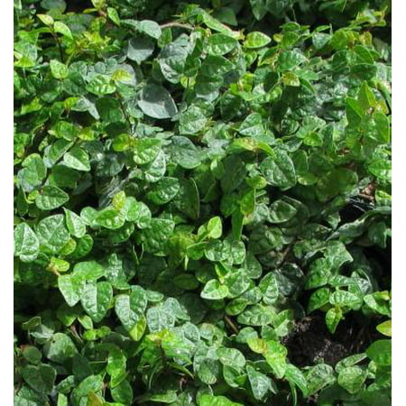 Classy Groundcovers - Creeping Fig Fig Vine, Fig Ivy, Climbing Fig, Creeping Rubber Plant {25 Pots - 3 1/2