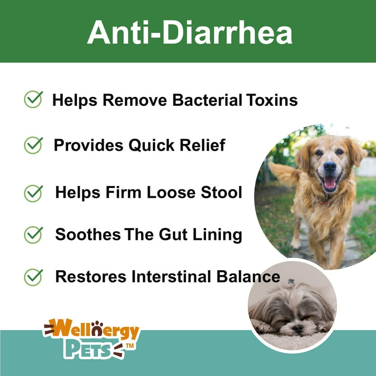 What Can You Give A Dog To Help With Diarrhea what-can-you-give-a-dog-to-help-with-diarrhea