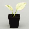 thumbnail image 3 of Snow Queen Pothos – Live Plant in 2 Inch Pot - Air Purifier Plant to Make Your House Healthier, 3 of 5