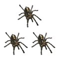 thumbnail image 3 of Kenally 1 uds/2 uds 3D pegatina de araña divertida cabeza de coche cola personalidad pegatinas de araña decoración DIY decoración Negro 3piezas Kenally CBP062733, 3 of 6
