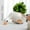 B, variant on TechWave Easter : Succulent Chicken Planter & Minimalist Garden Ornament For Indoor & Outdoor Spaces Ideal For Home & Patio Decoration! Window Flower Boxes Outdoor with Bracket Animal Outdoor Cedar