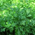 thumbnail image 5 of RedCrocus Italian Parsley Herb- Fresh, Fragrant, and Easy to Grow for Culinary Use, Containers & Gardens 6" Pot (Pack of 5), 5 of 20