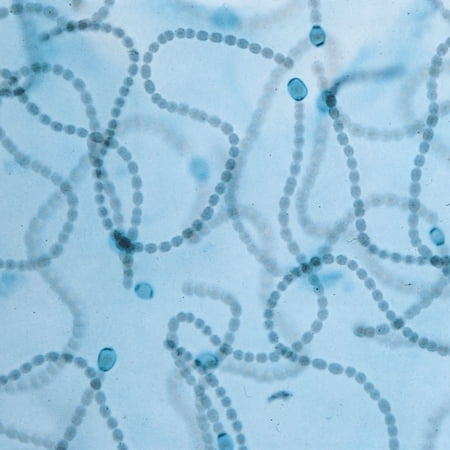 General Microbiology Microscope Slide Set: Monerans  Fungi  Protists price history on PriceWatchPro