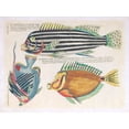 thumbnail image 2 of Hunziker, Steve 32x25 Black Ornate Wood Framed with Double Matting Museum Art Print Titled - Repeating Image II, 2 of 4