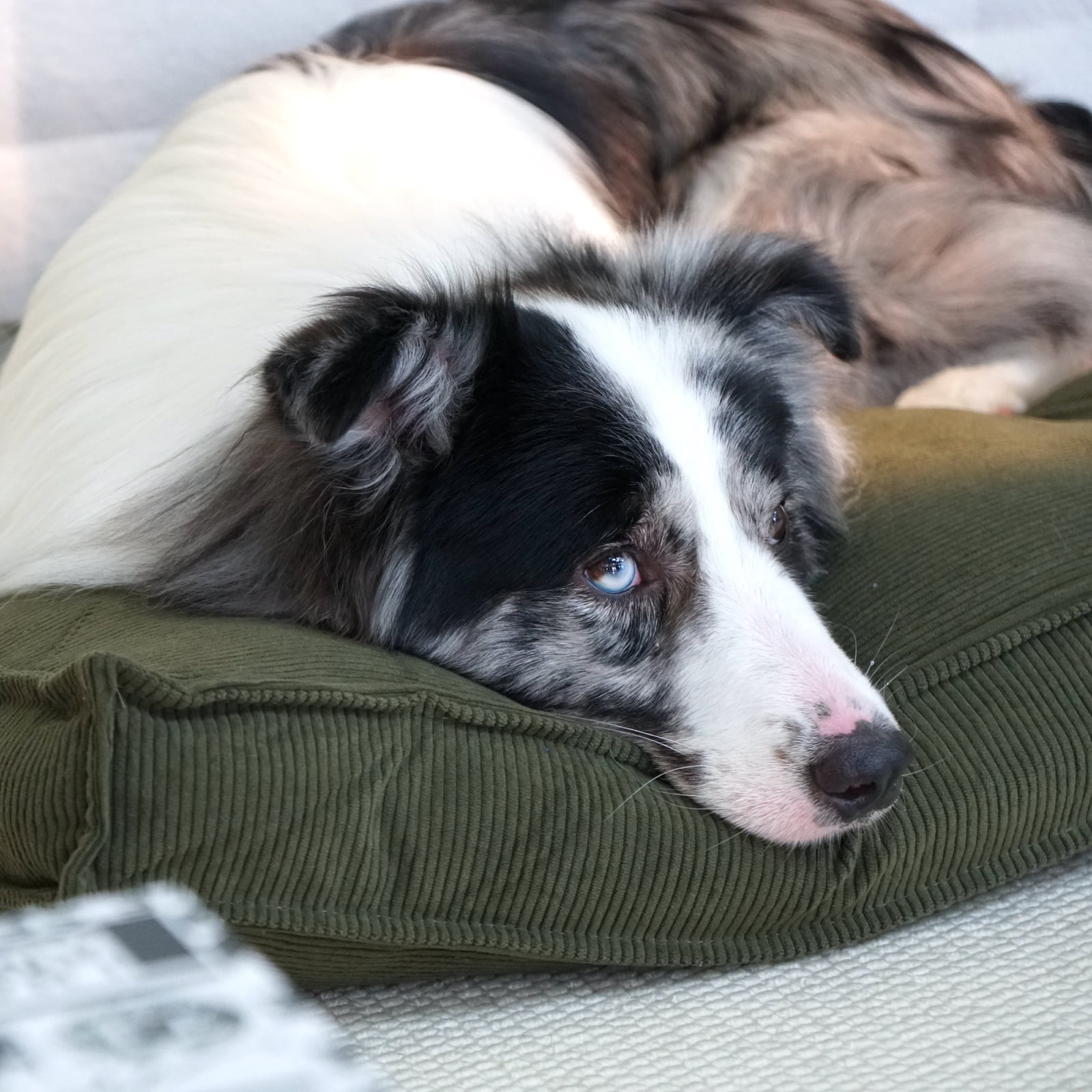 Luxury Dog Bed for Dogs up to 33lbs, Breathable, Durable & Washable with Removable Cover, Concealed Zipper and Non-Slip Bottom