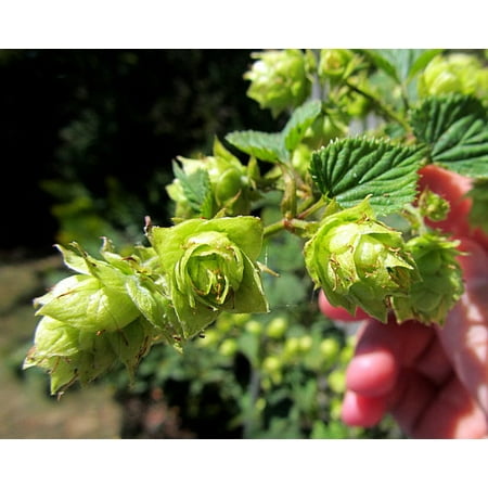 Willamette Beer Hops Vine - Humulus - Grow your own Beer - 4