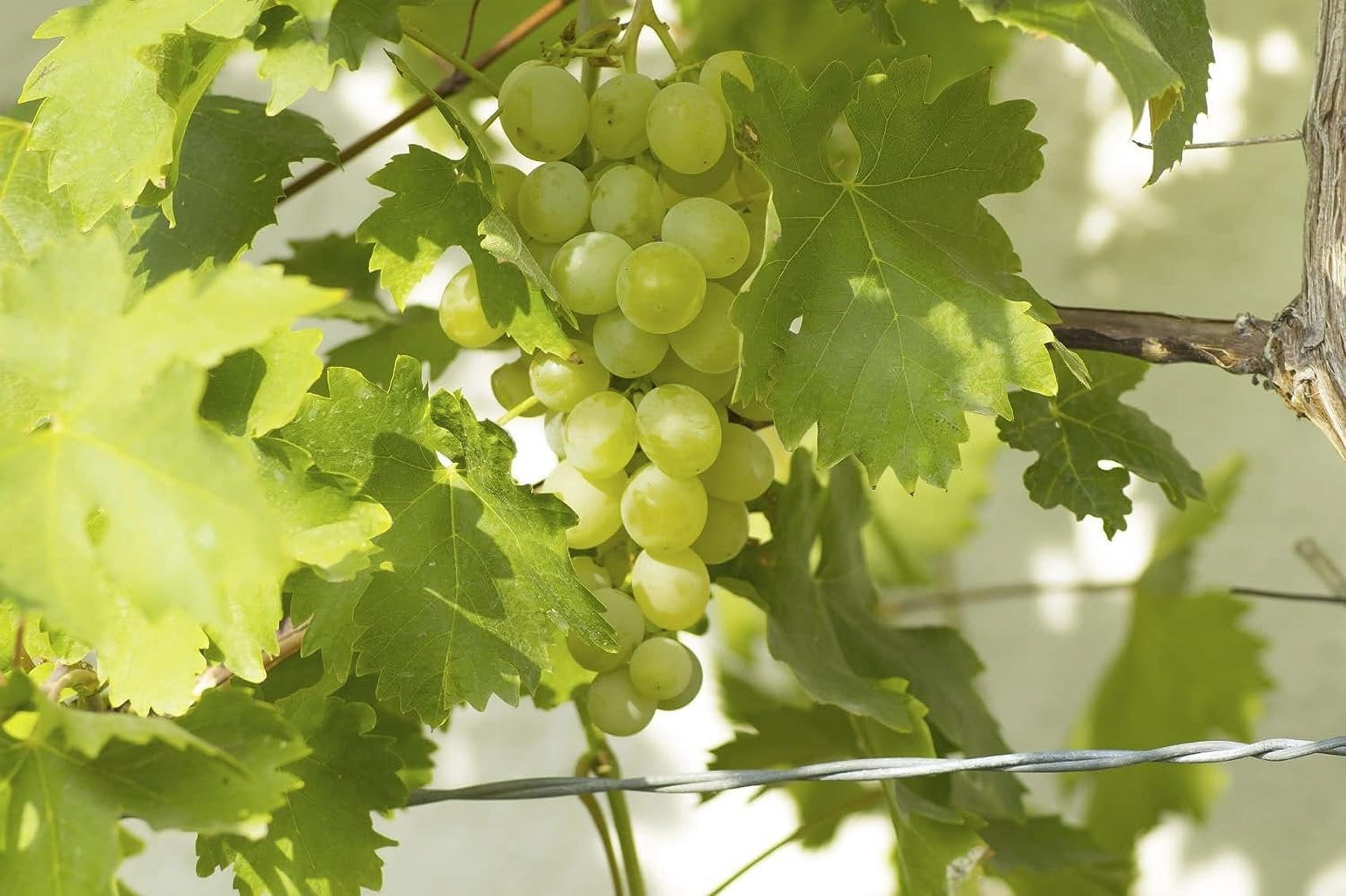 Grape Vine Plant - 5 Live Plants in 4 Inch Growers Pots - Variety is Grower's Choice Based on Health, Beauty and Season - Edible Fruit Bearing Tree for The Patio and Garden
