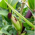 thumbnail image 3 of Strawberry Popcorn Corn Seeds - Grow Your own popcorn-Ornamental and Edible.(100 Seeds), 3 of 5