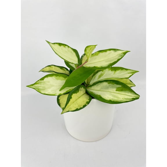 Bumble Plants Variegated Hoya Carnosa Krimson Princess - Full Live Colorful Houseplant in Nursery Pot, Easy Care, Indoor Plant for Beginners