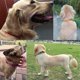 thumbnail image 3 of Soft Padded Dog Collar, Reflective Dog Collar With Durable Construction And Quick-Release Feature, Perfect For Daily Use, 3 of 5
