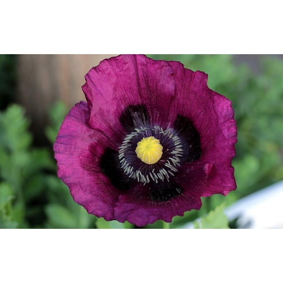HJADGG 100 Seeds LAUREN S Grape Poppy Deep Purple Poppy Large 5" Blooms Seed (53)