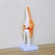 thumbnail image 4 of Modelo de Anatomía YONGSHENG Articulación de la Rodilla Esqueleto Humano Suministros de Enseñanza, 4 of 4