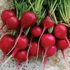 HJADGG 200+ Early Scarlet Radish Seeds-Premium All Heirloom Seeds-These Vibrant red Radishes are not only Visually Stunning but Also Packed with Flavour and Nutrition.