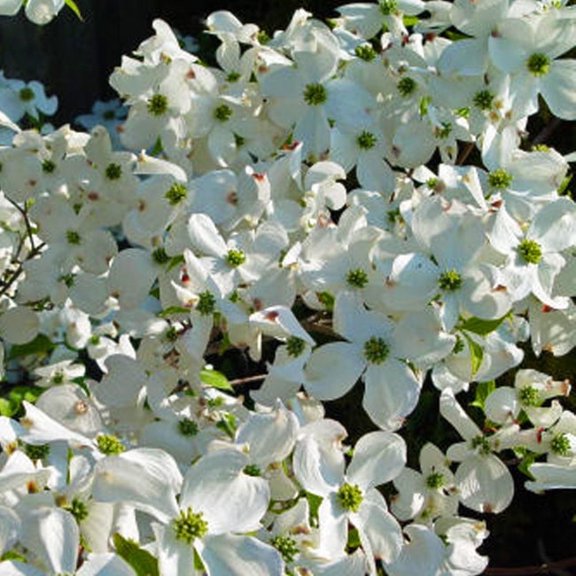 Cloud Nine Dogwood Live Tree – 1 Gallon