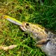 thumbnail image 5 of 10/14/18/24g Señuelo de pesca de metal de lápiz de hundimiento de cebo duro artificial (estilo E) Ehuebsd Para estrenar, 5 of 7