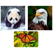 3 Magnets Butterfly, Eagle Face and Panda - 3D Lenticular Maxi Card