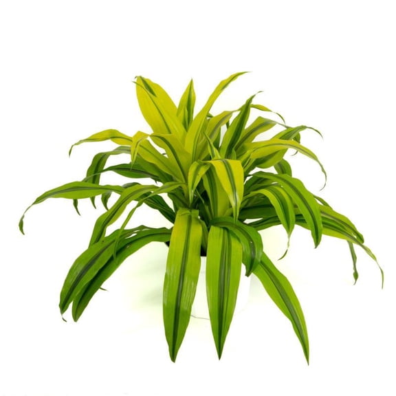Dracaena Kristi–Cane Tree–Indoor Air Purifying  10" Pot