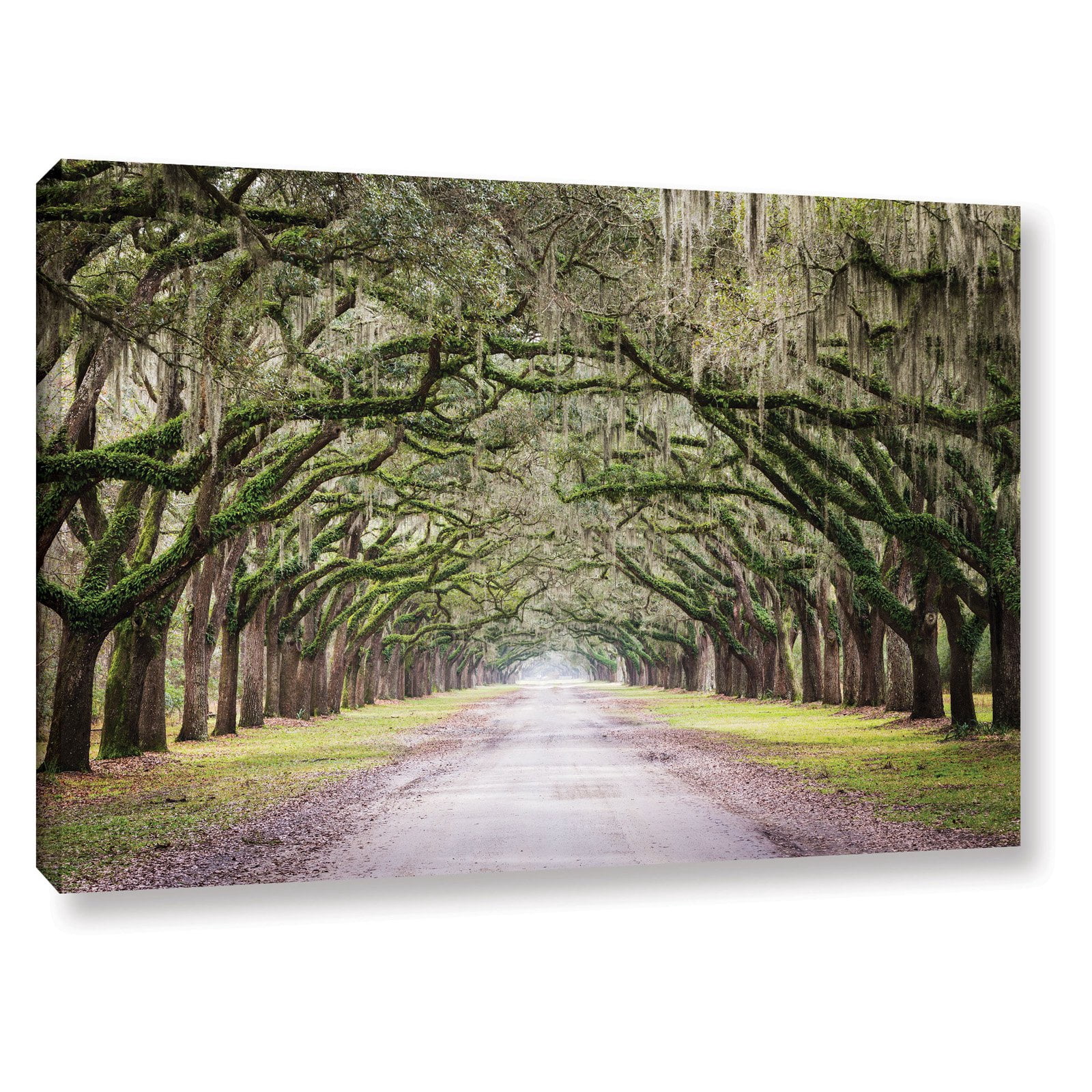 Oak Trees With Spanish Moss In Savanna Georgia