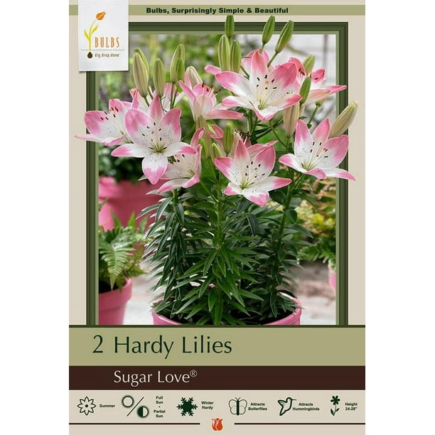 Sugar Love Asiatic Lily 2 Bulbs 14/16cm