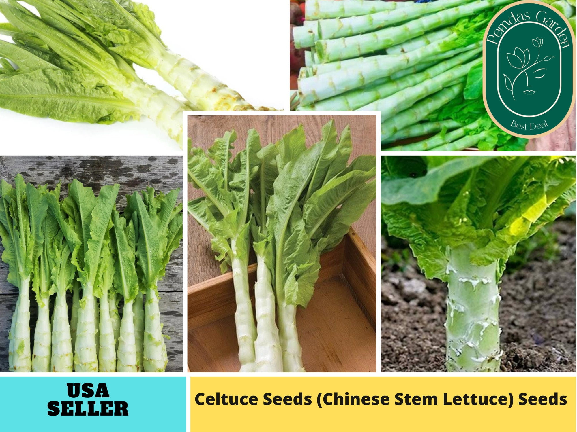 25 Seeds Celtuce Seeds, (Chinese Stem Lettuce) Authentic Seeds GMO