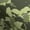 White stitching, variant on Green/Light Green Camo Women's Casual Leggings - Camo Color Code 0052
