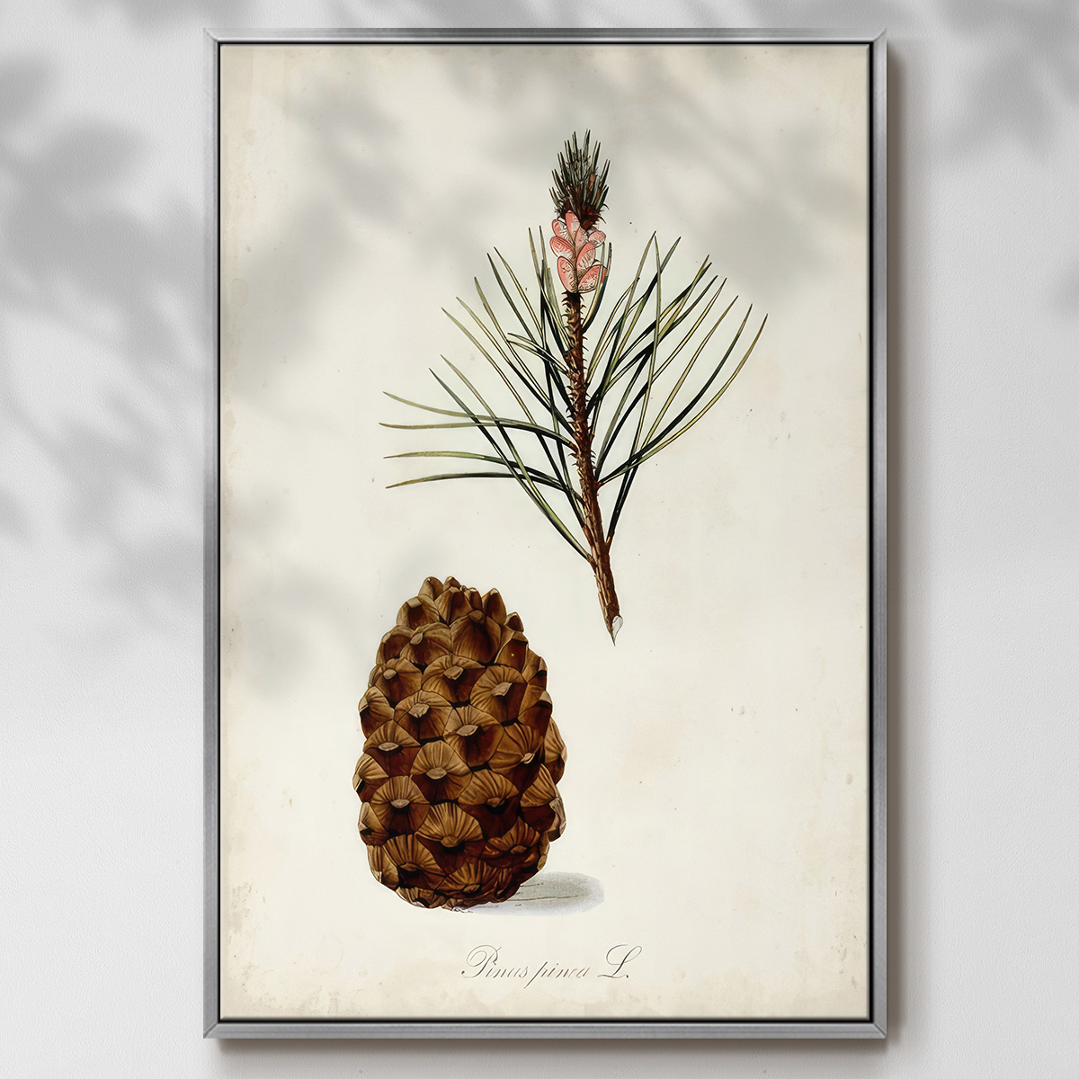 Antique Tree Study V - Framed Gallery Wrapped Holiday Canvas - 25 x 37 - Silver Frame