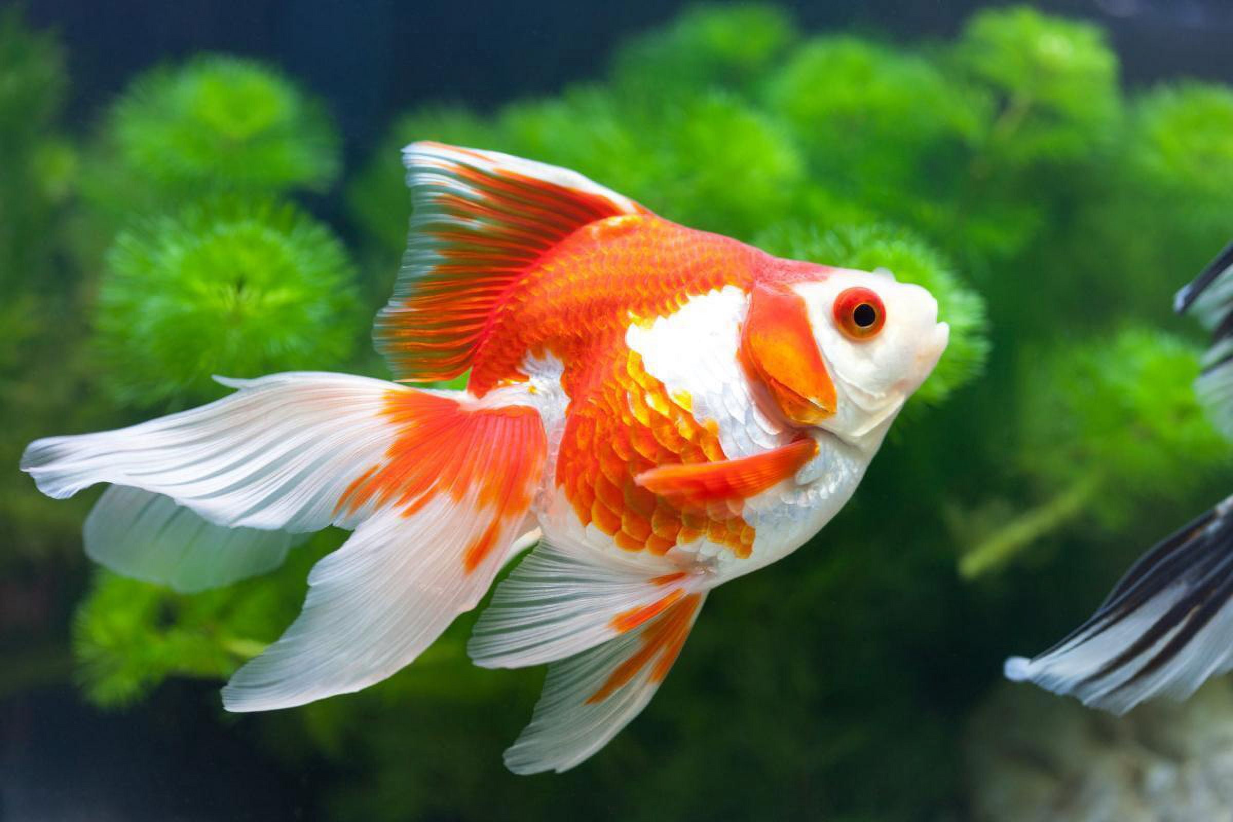 Aquatic Foods Inc. Koi 7/16" x 5/32" 28% Protein Floating Sticks for Koi, Goldfish, All Pond Fish, All Aquatic Turtles...WL 2-lbs 6oz Lg Jar