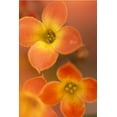 thumbnail image 2 of Connolly, Karin 11x14 White Modern Wood Framed Museum Art Print Titled - Orange Blossom I, 2 of 4