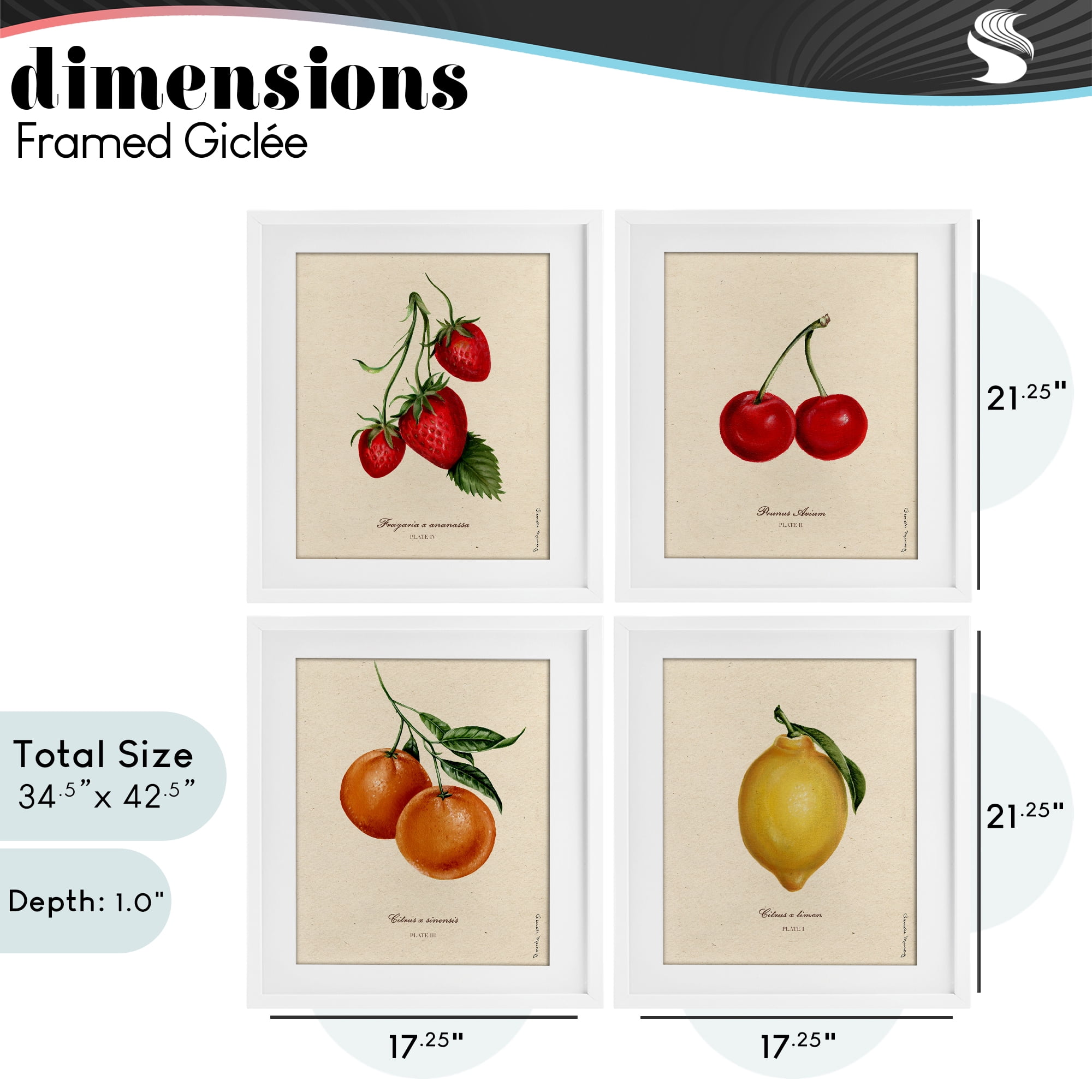 Stupell Industries Vintage Fruit Portraits 4 Piece White Framed Print Under Glass Set, design by Danielle Murray