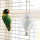 thumbnail image 3 of Cage à oiseaux en acier inoxydable avec miroir et clochette pour perroquet, jouet à mordre suspendu, type chaîne, 3 of 4