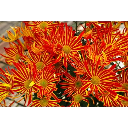 - LAMINATED POSTER Chrysanthemum Japan Flower Flowers Spray Mom Poster Print 24 x 36