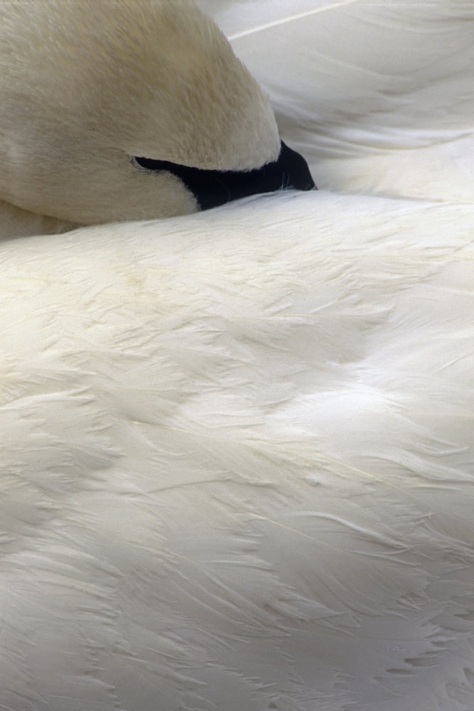 Trumpeter Swan Clos
