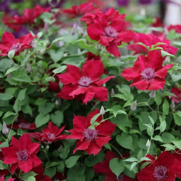 Nubia Clematis Vine - Crimson Flowers - 2.5" Pot