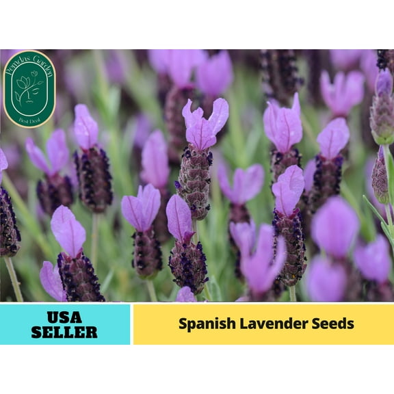 100 Seeds| SPANISH LAVENDER Seeds - Authentic Seeds - Perennial~ GMO Free ~~Flower seeds ~ Asian Garden~ Herbs B5G1#C004
