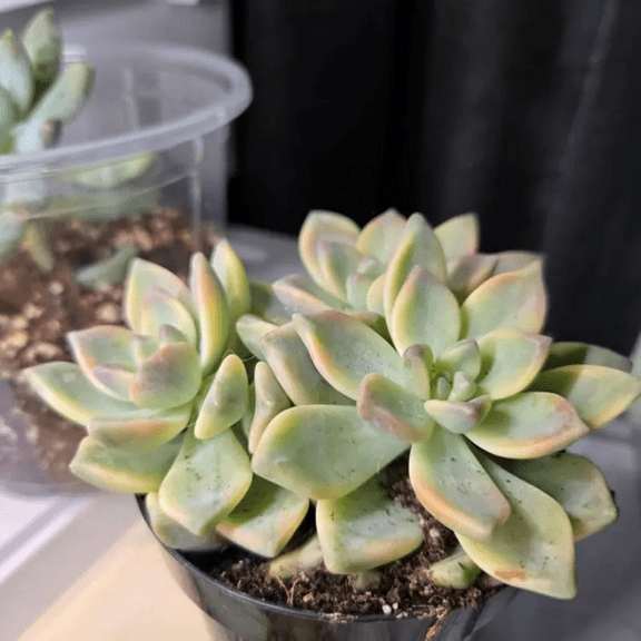 Ghost Plant, Variegated Mother of Pearl, Graptopetalum Paraguayense, Variegated Live Succulent in 4" Variegated