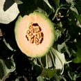 thumbnail image 2 of Cantaloupe Melon Garden Seeds - Athena Hybrid - 7 Seeds Packet - Non-GMO, Vegetable Gardening Seeds - Fruit, 2 of 2