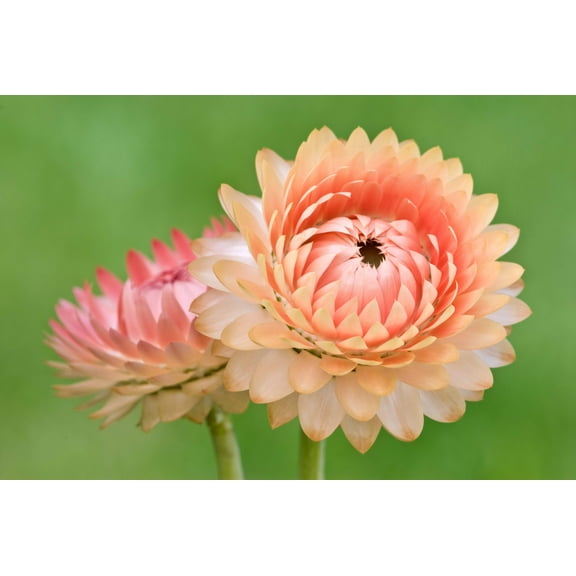100 APRICOT & PEACH STRAWFLOWER Mix Coral Paper Daisy Helichrysum Bracteatum Flower Seeds