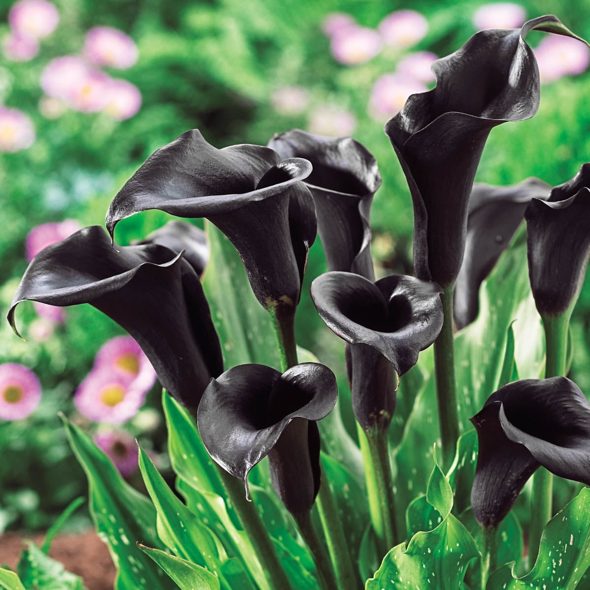 Odessa Calla Lily Dormant Bare Root Bulbs (5Pack)