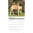 thumbnail image 3 of Just Mastiffs 2024 12 X 12 Wall Calendar (Calendar), 3 of 4